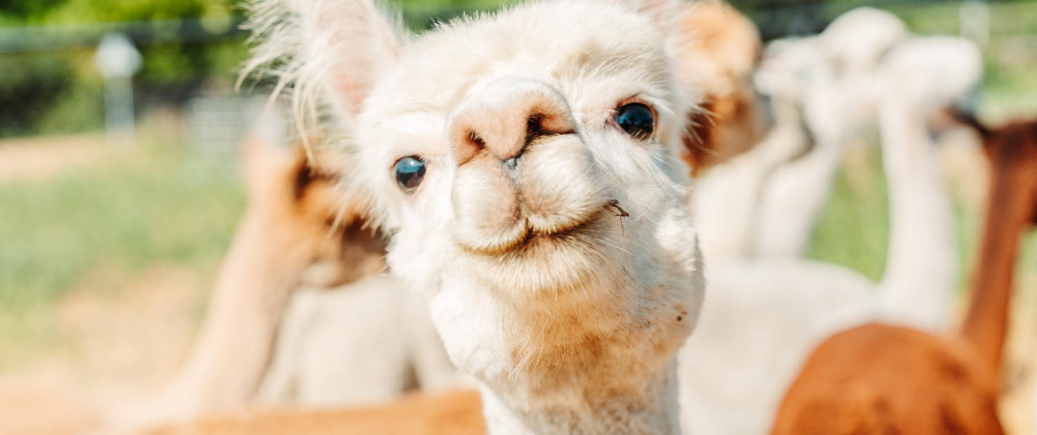 Alpaca kijkt van korte afstand recht in de camera