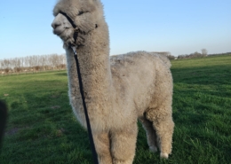 Gijs